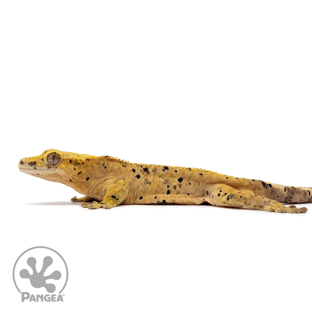 Male Super Dalmatian Crested Gecko Cr-1010 facing left