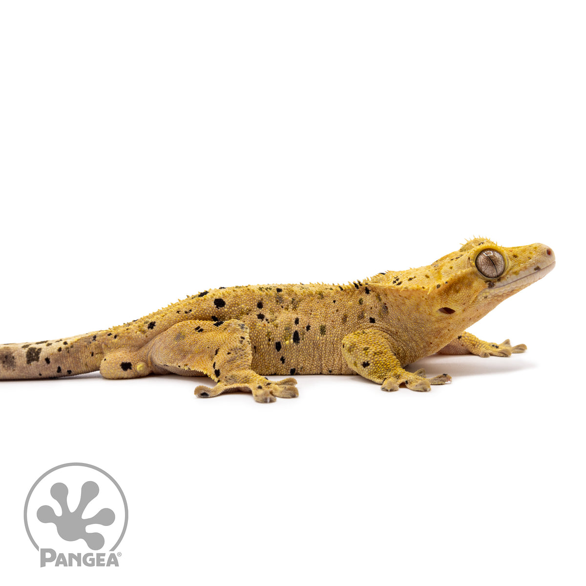 Male Super Dalmatian Crested Gecko Cr-1010 facing right