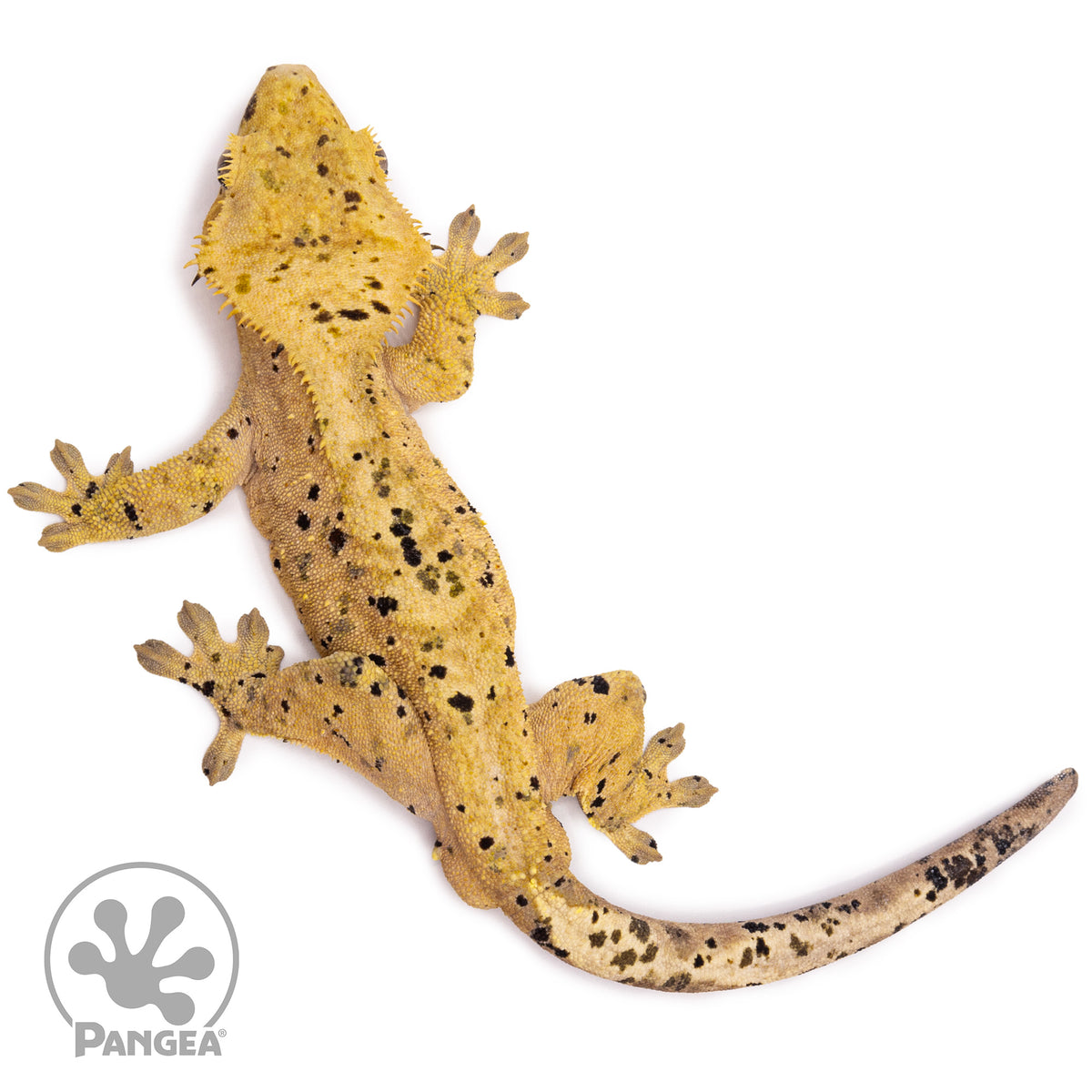 Male Super Dalmatian Crested Gecko Cr-1010 from above