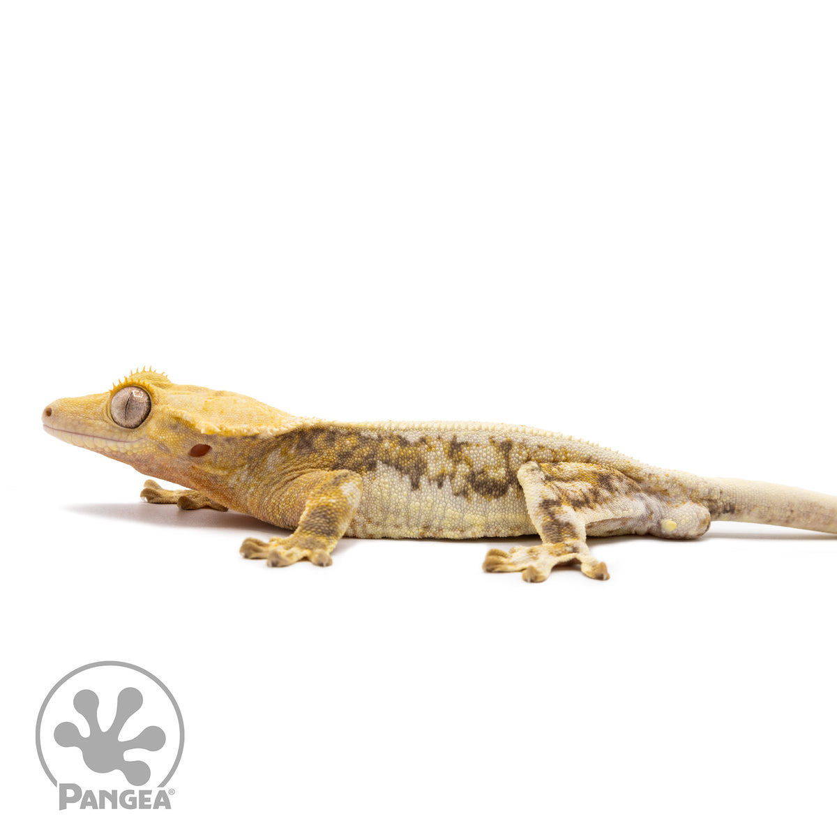 Male Lilly White Crested Gecko Cr-1020 facing left