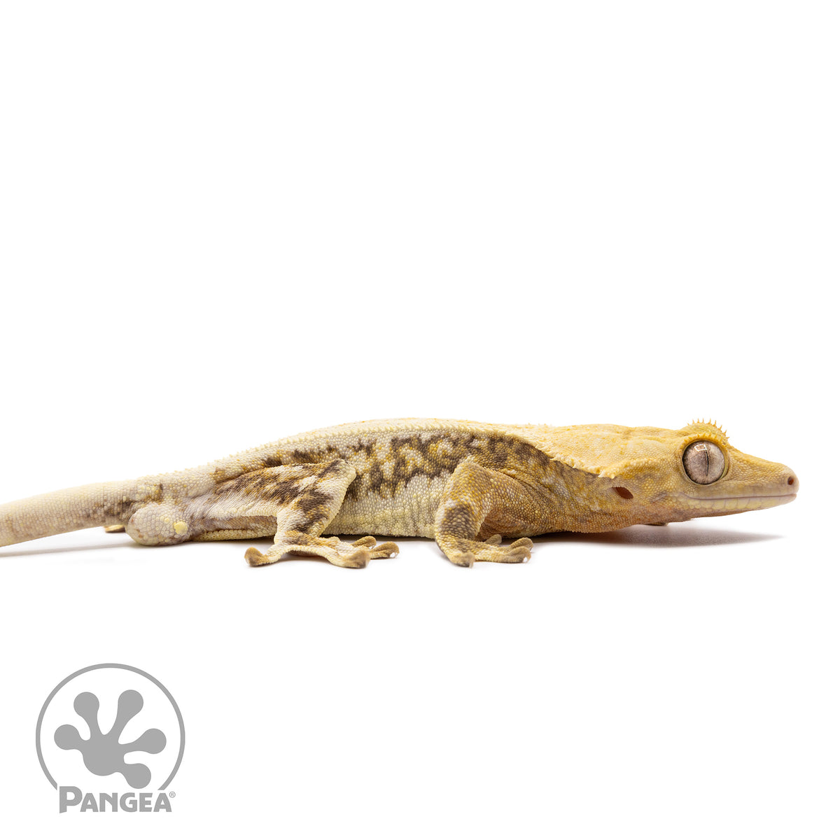 Male Lilly White Crested Gecko Cr-1020 facing right