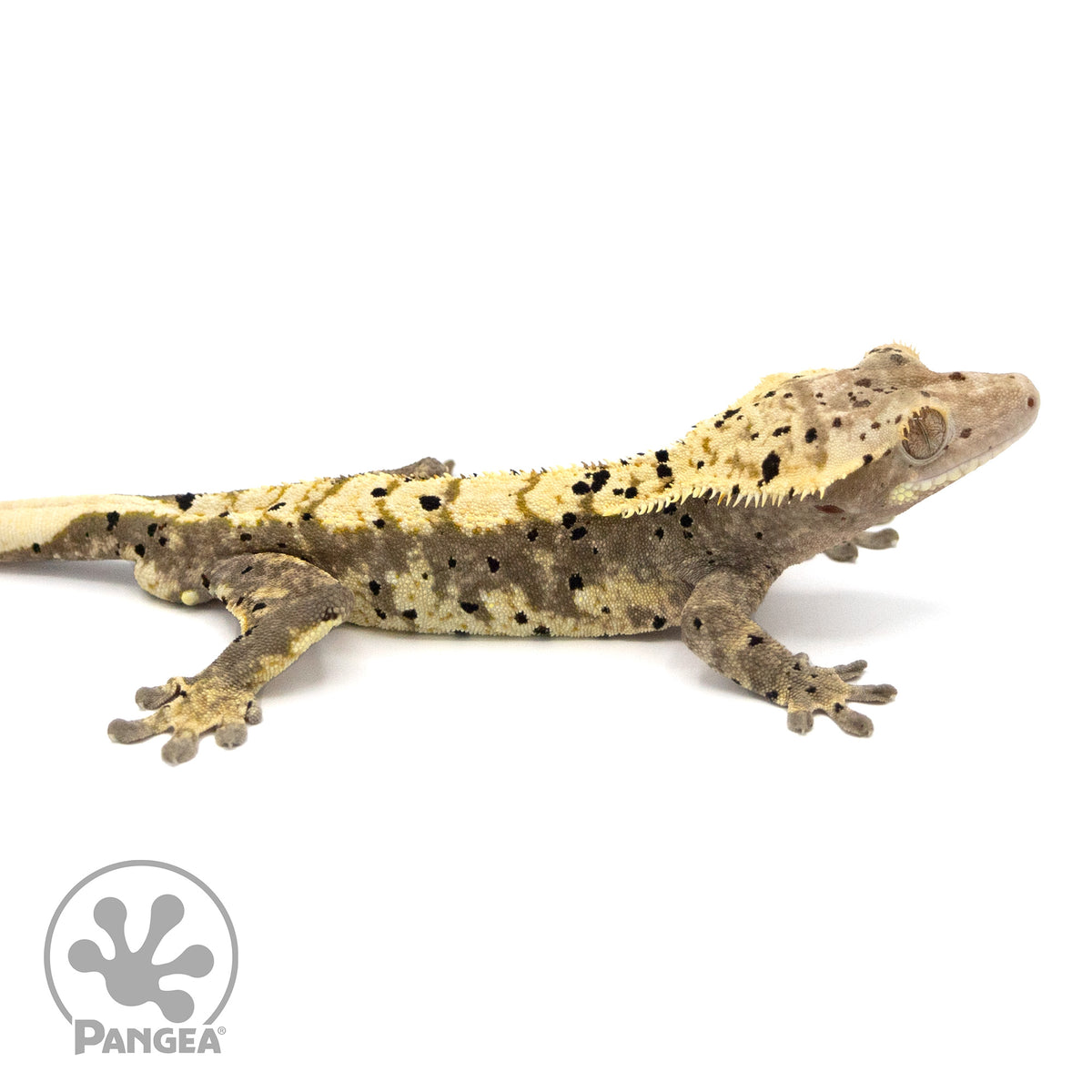 Male Dalmatian Harlequin Crested Gecko Cr-1054 facing right