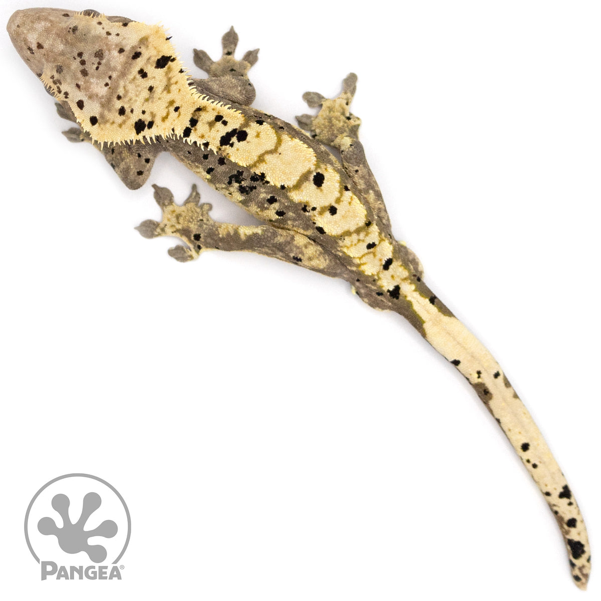 Male Dalmatian Harlequin Crested Gecko Cr-1054 from above