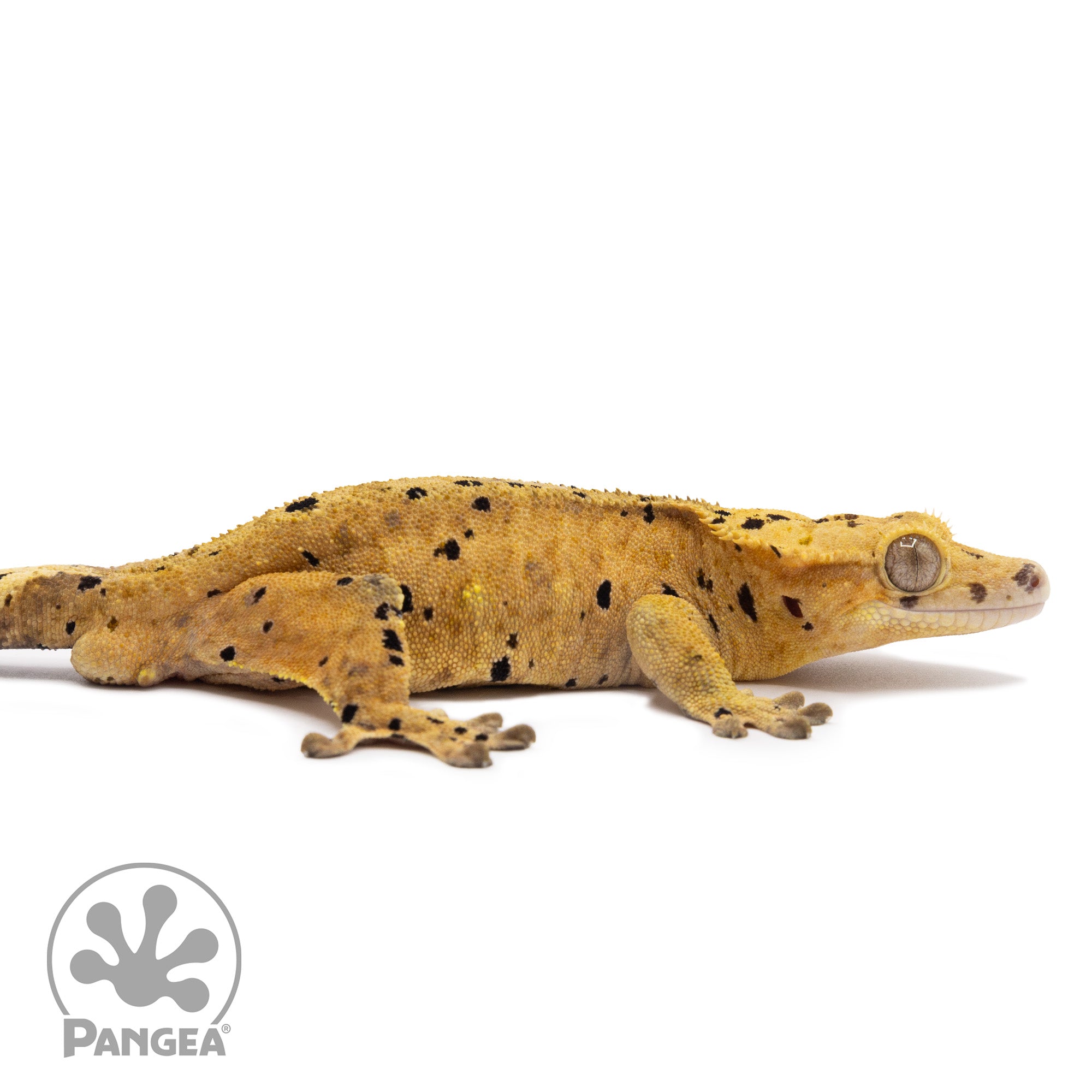 aglaonema crested gecko Male Ink Blot Crested Gecko | Pangea Reptile | 1055