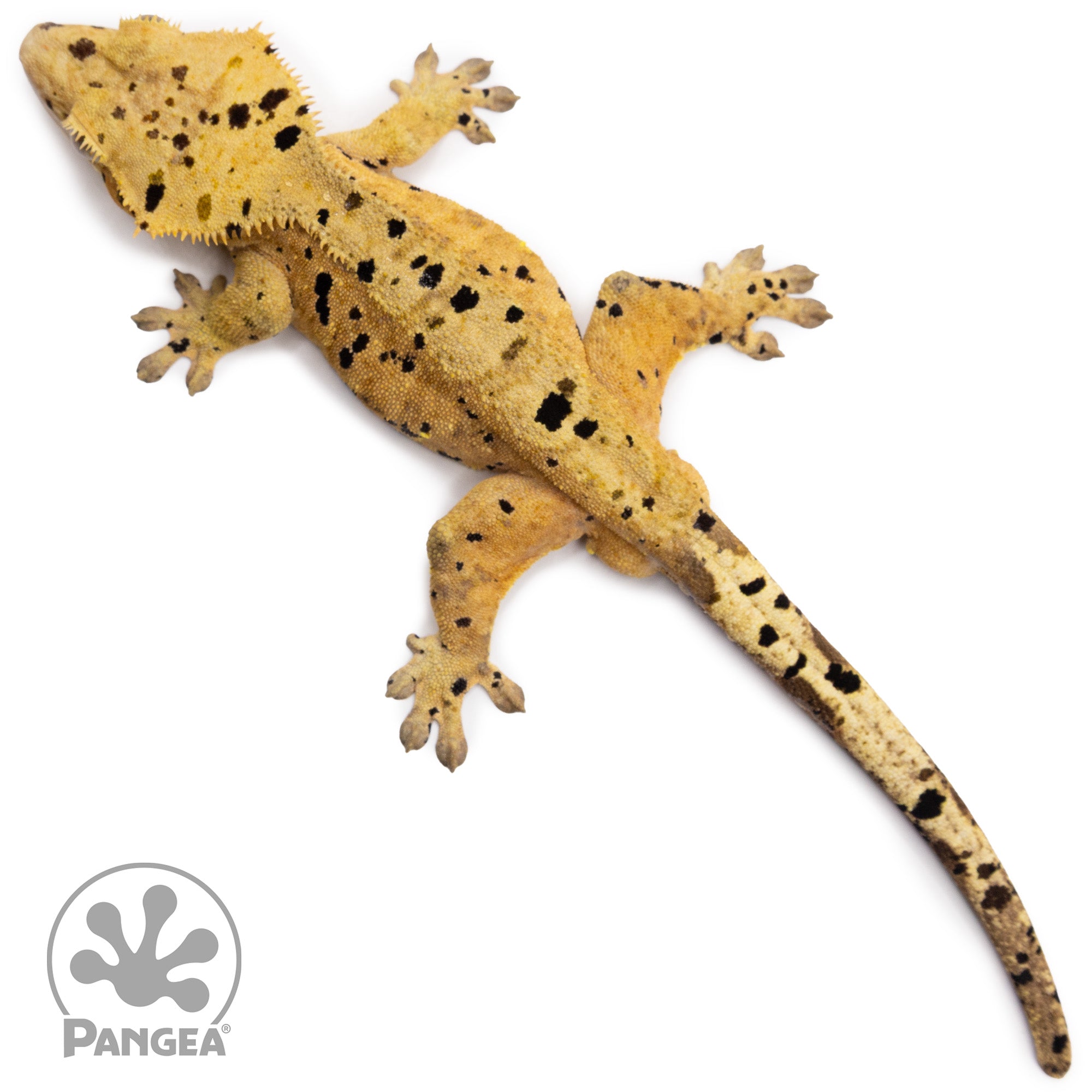 aglaonema crested gecko Male Ink Blot Crested Gecko | Pangea Reptile | 1055