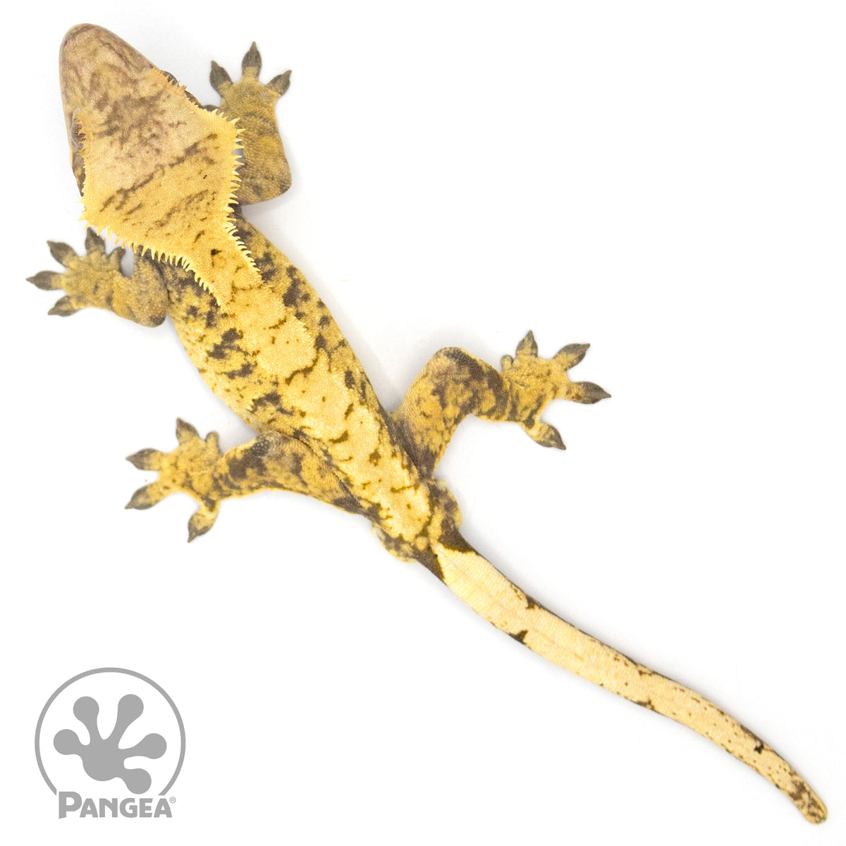 Male XXX Crested Gecko Cr-1062 from above