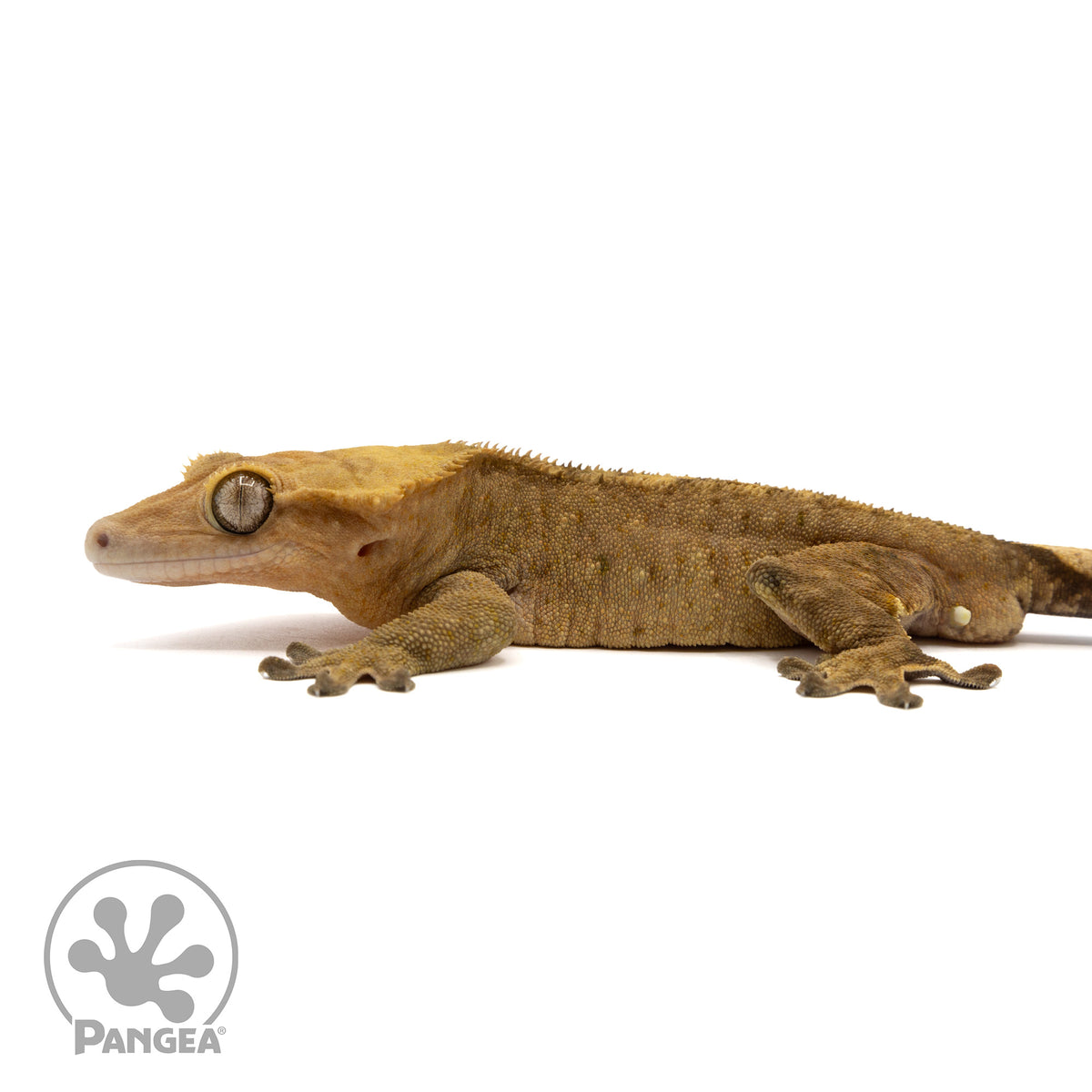 Male Dark Brindle Crested Gecko Cr-1113 facing left