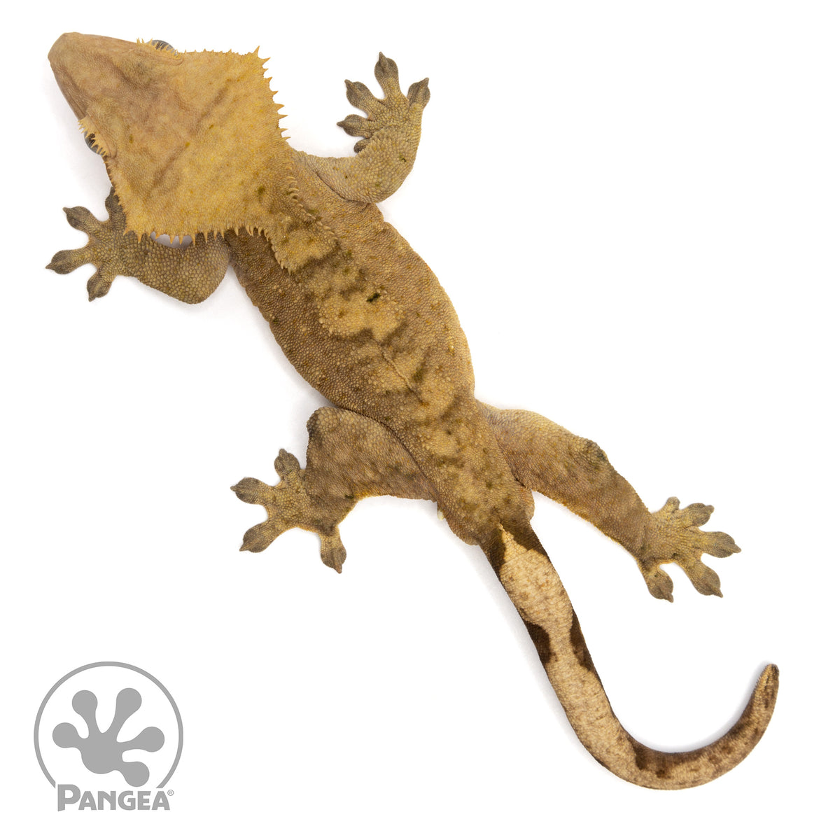Male Dark Brindle Crested Gecko Cr-1113 from above