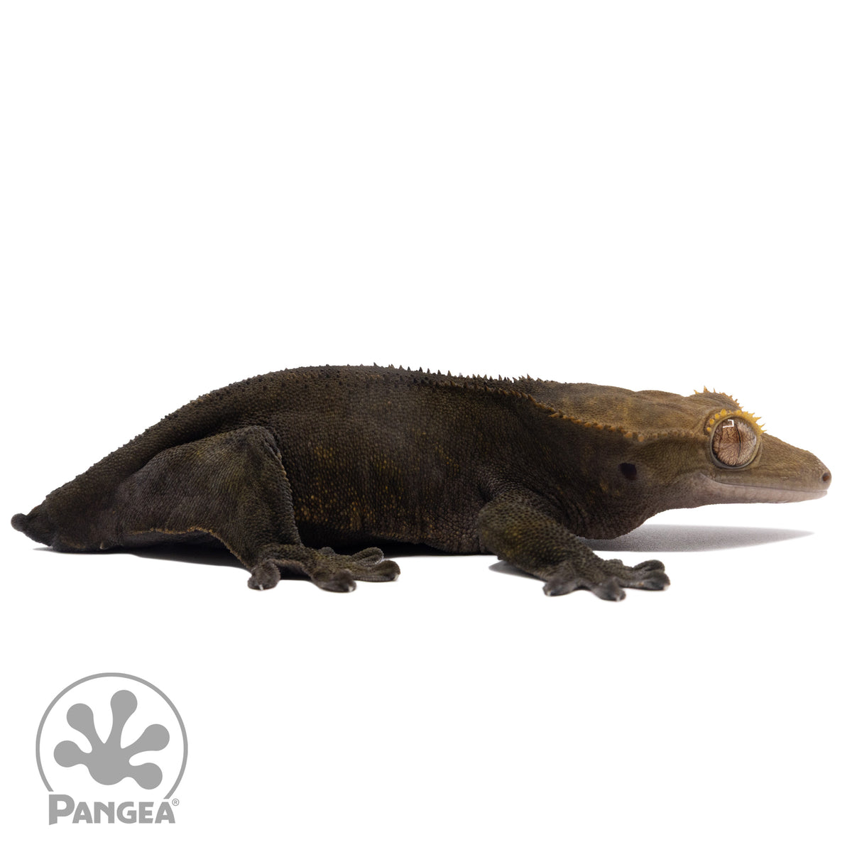 Cr-1120 facing right