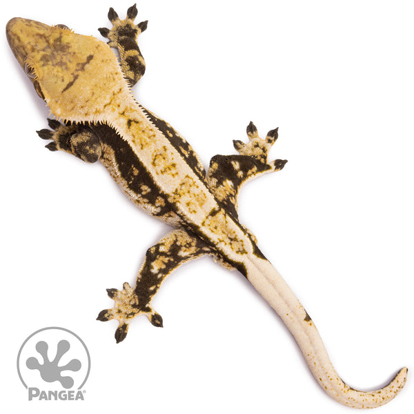 Male Tricolor White Wall Crested Gecko | Pangea Reptile | Cr-1122