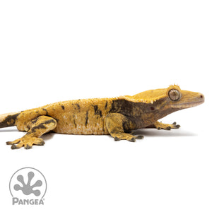 Cr-1136 facing right