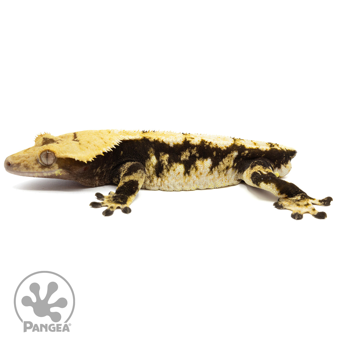 Male Tricolor Extreme Harlequin Crested Gecko Cr-1159