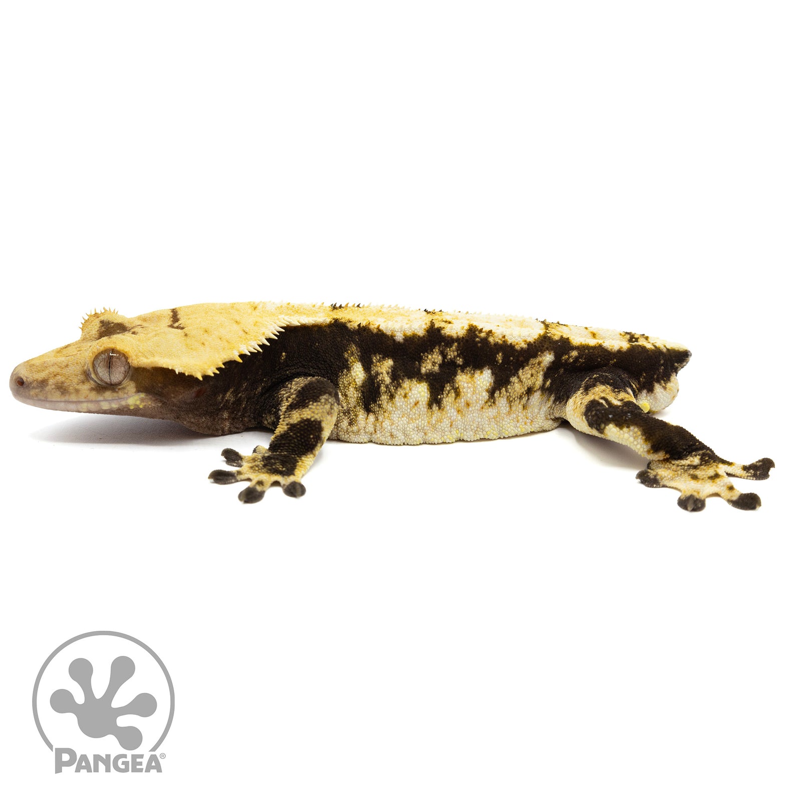 Male Tricolor Extreme Harlequin Crested Gecko Cr-1159