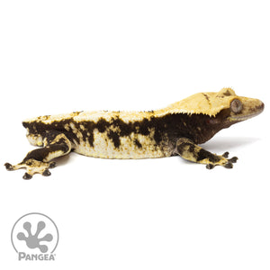 Male Tricolor Extreme Harlequin Crested Gecko Cr-1159