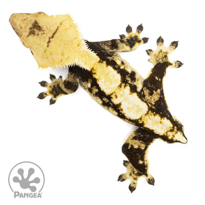 Male Tricolor Extreme Harlequin Crested Gecko Cr-1159