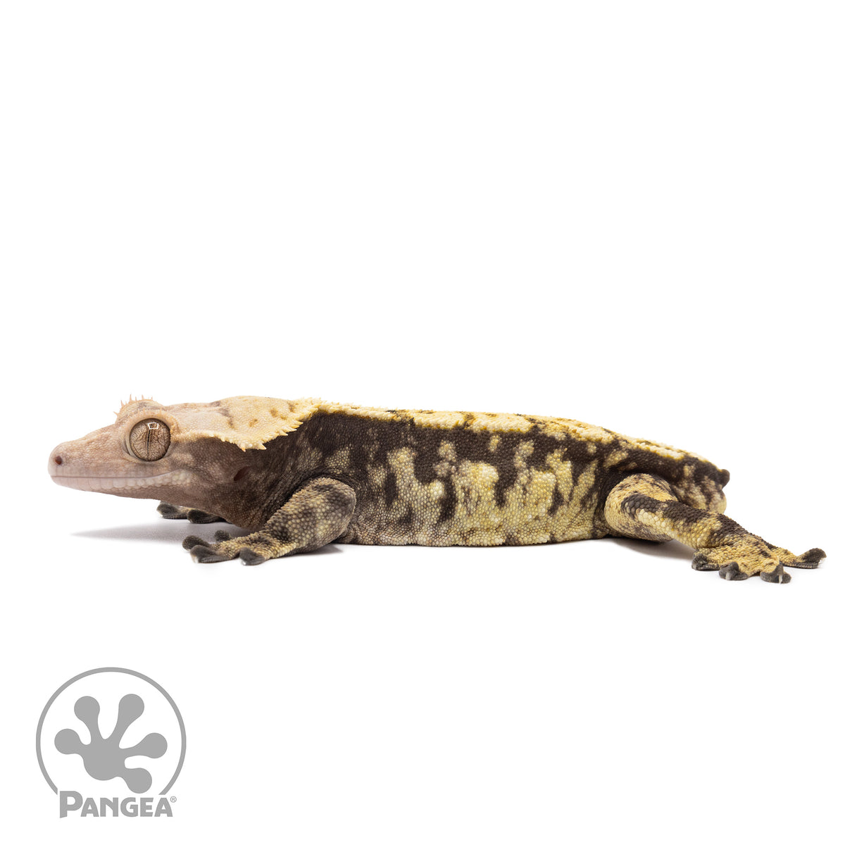 Male Extreme Harlequin Crested Gecko Cr-1162 facing left