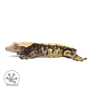 Male Extreme Harlequin Crested Gecko Cr-1162 facing left