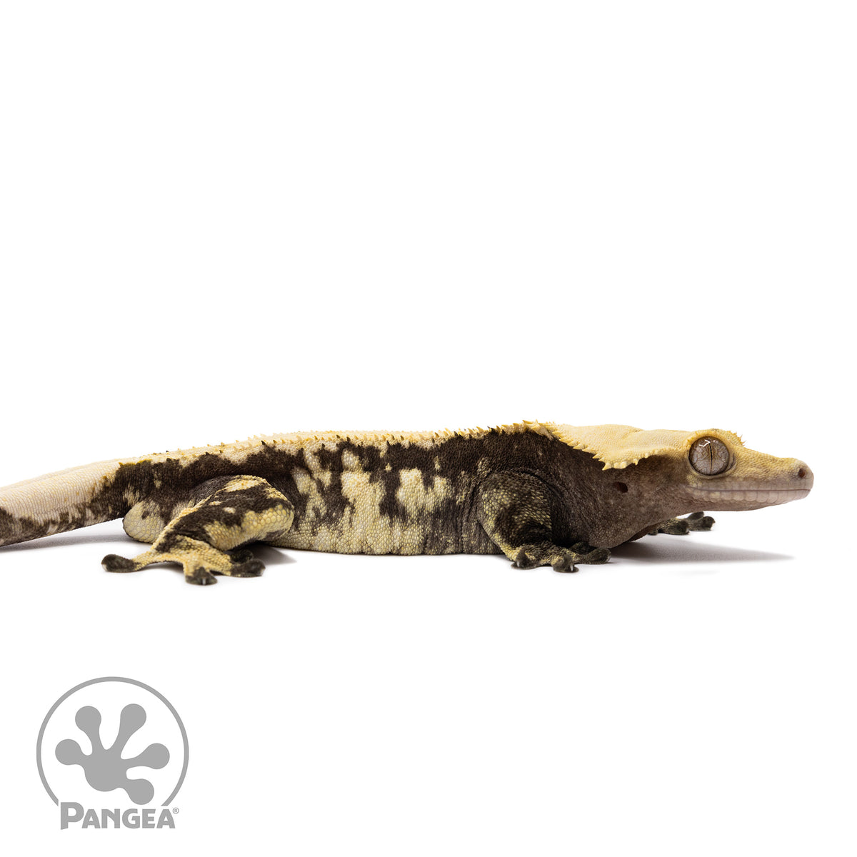 Male Extreme Harlequin Crested Gecko Cr-1169 facing right