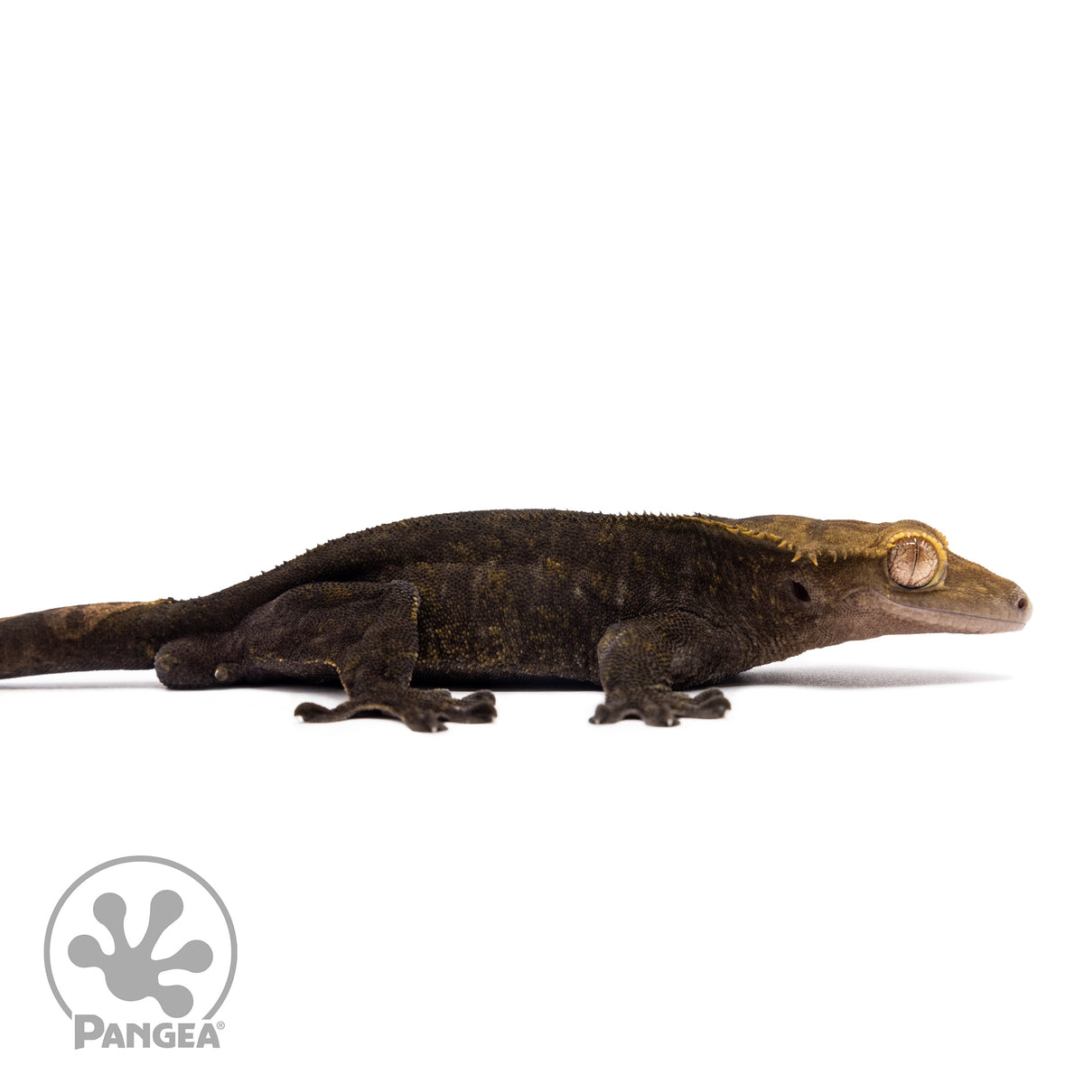 Male OG Noir Crested Gecko Cr-1182 facing right