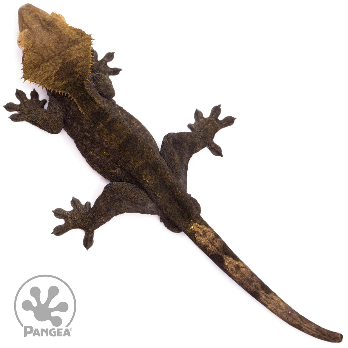 Male OG Noir Crested Gecko Cr-1182 from above