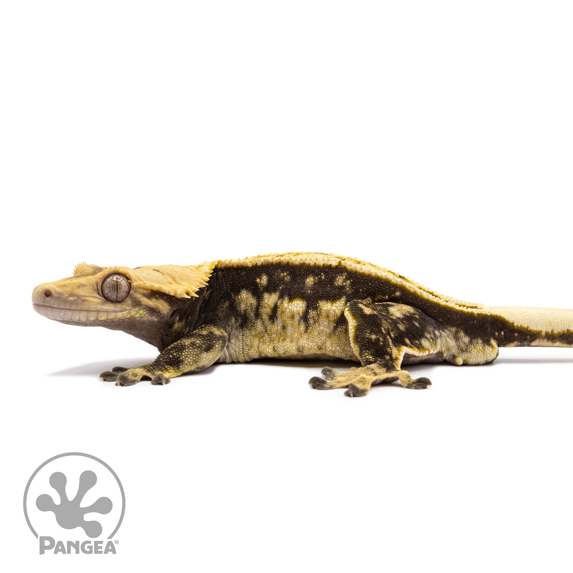 Male Quadstripe Crested Gecko Cr-1194 facing left