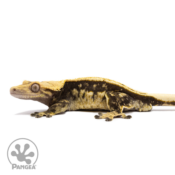 Male Quadstripe Crested Gecko | Pangea Reptile | Cr-1194 - Pangea