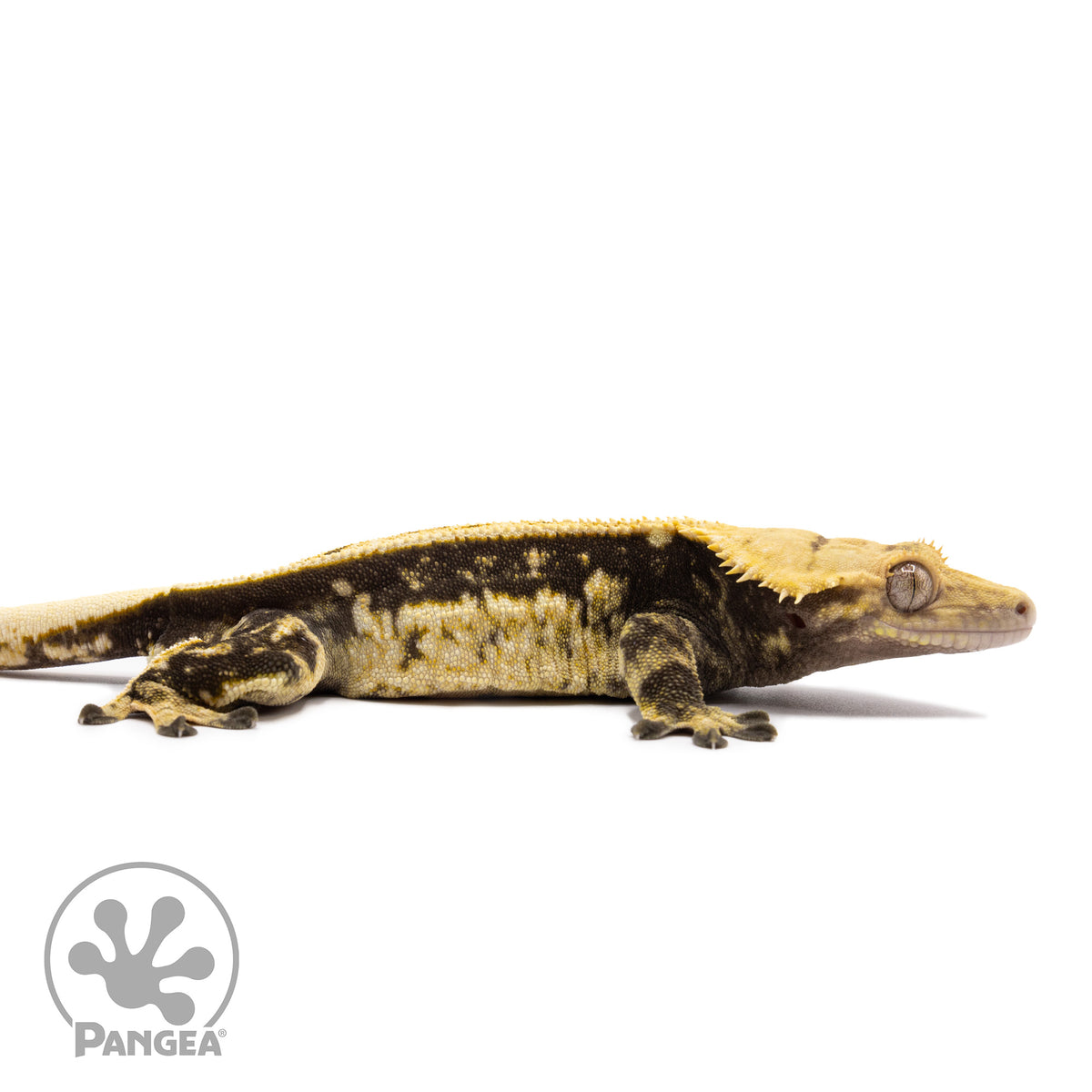 Male Quadstripe Crested Gecko Cr-1194 facing right