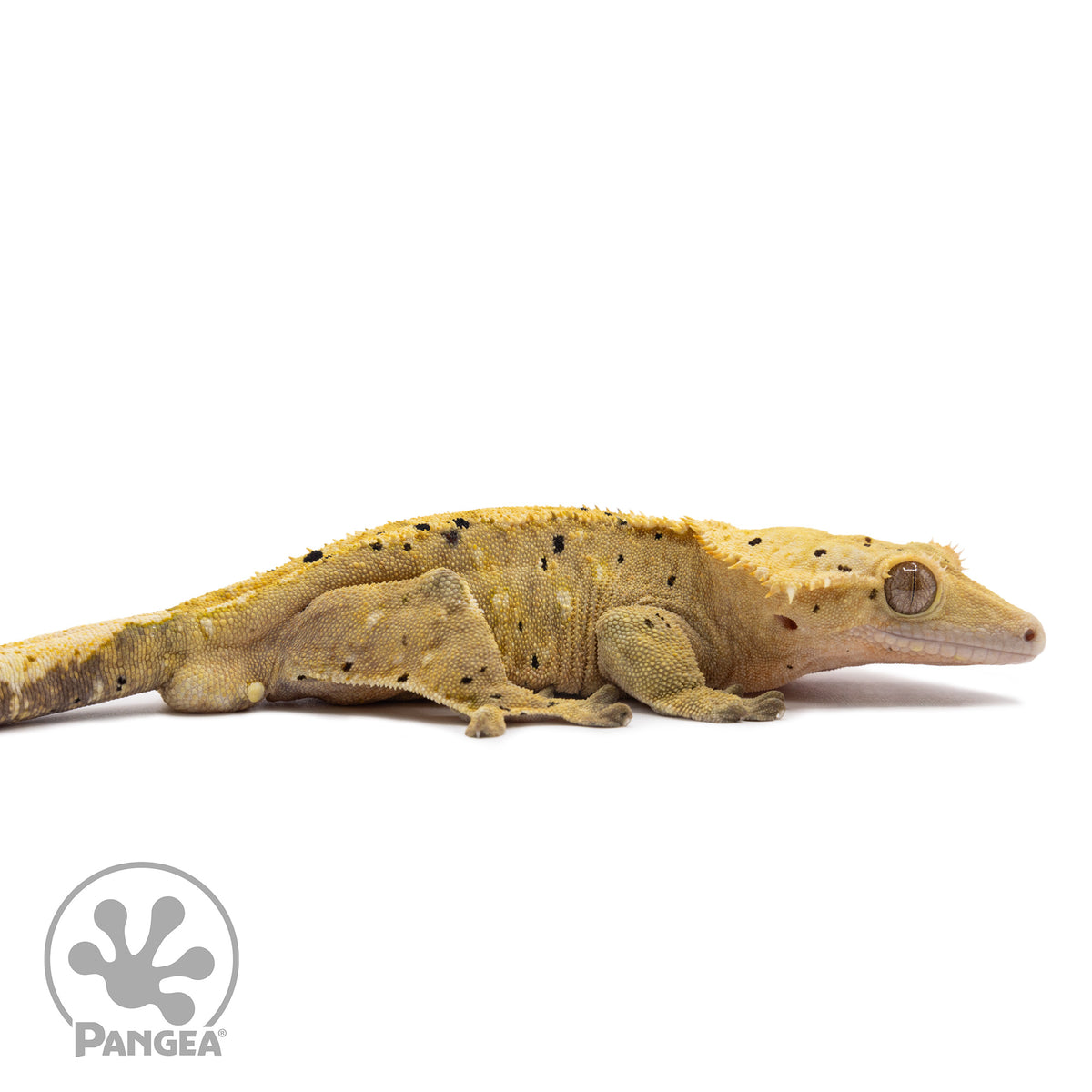 Male Dalmatian Crested Gecko Cr-1209 facing right