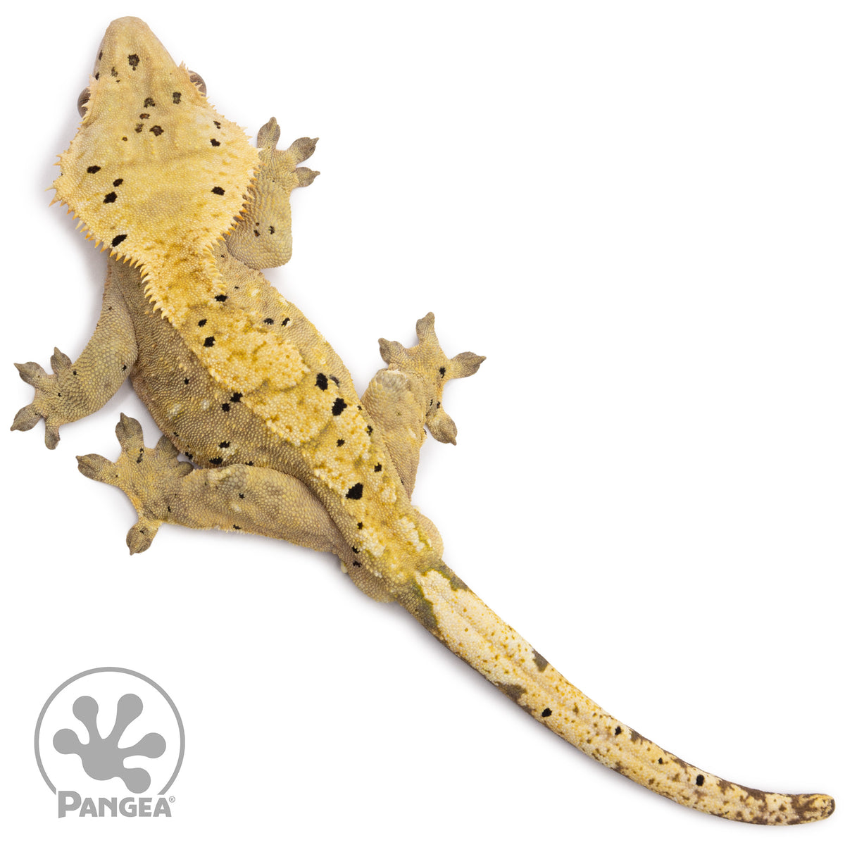 Male Dalmatian Crested Gecko Cr-1209 from above