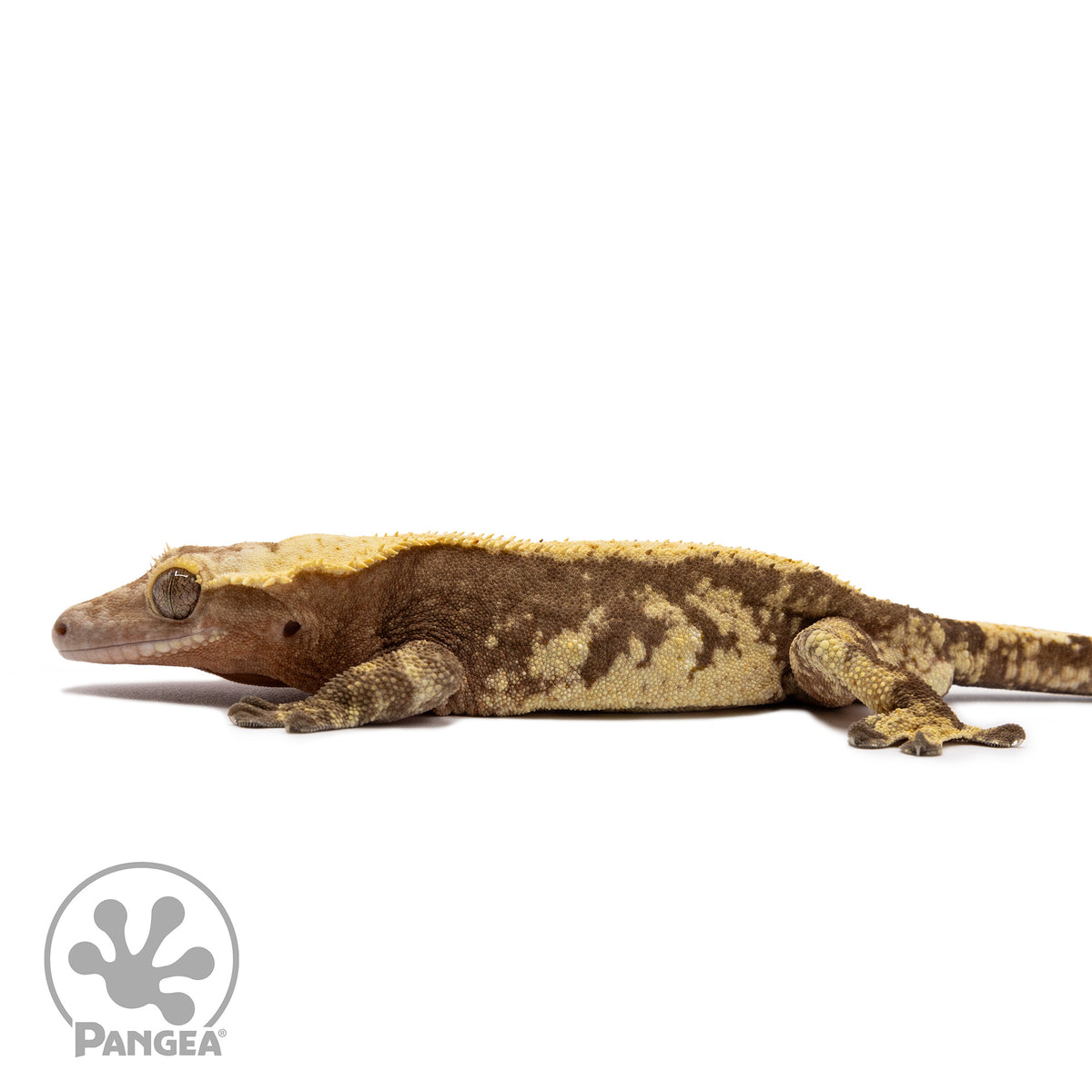 Male Extreme Harlequin Crested Gecko Cr-1220 facing left
