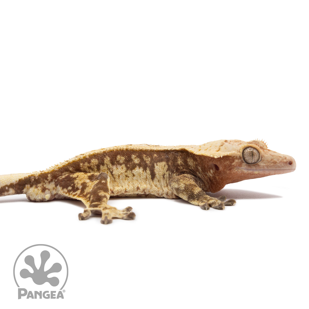 Cr-1228 facing right