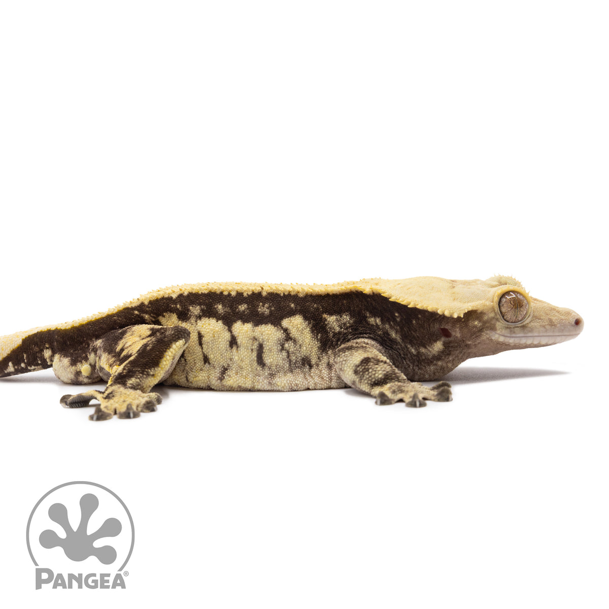 Cr-1231 facing right