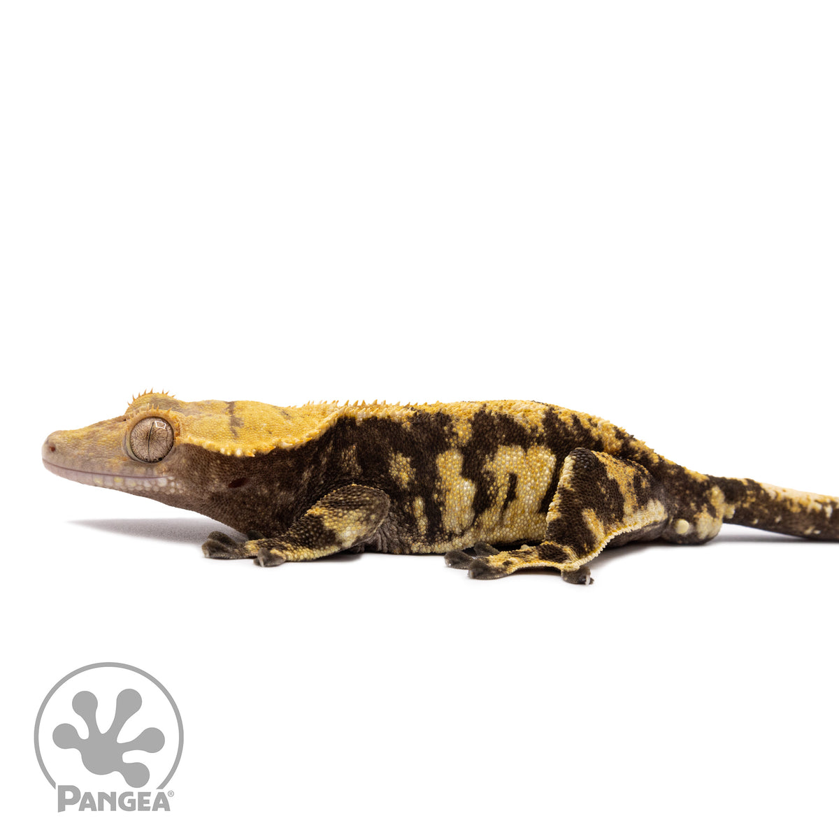 Male Extreme Harlequin Crested Gecko Cr-1232 facing left