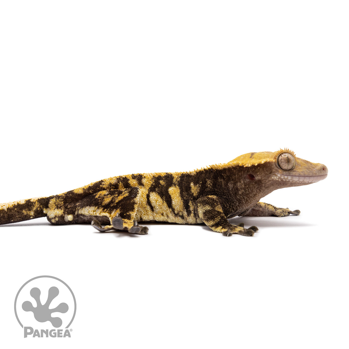 Male Extreme Harlequin Crested Gecko Cr-1232 facing right