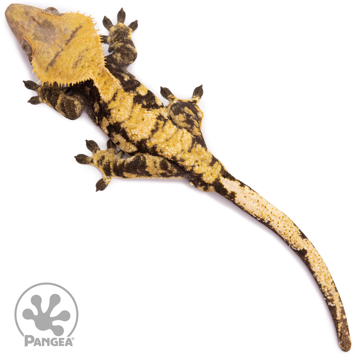 Male Extreme Harlequin Crested Gecko Cr-1232 from above