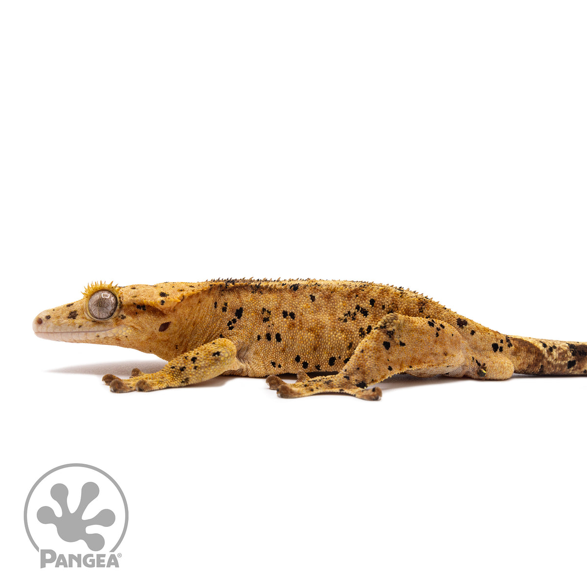 Male Super Dalmatian Crested Gecko Cr-1241 facing left