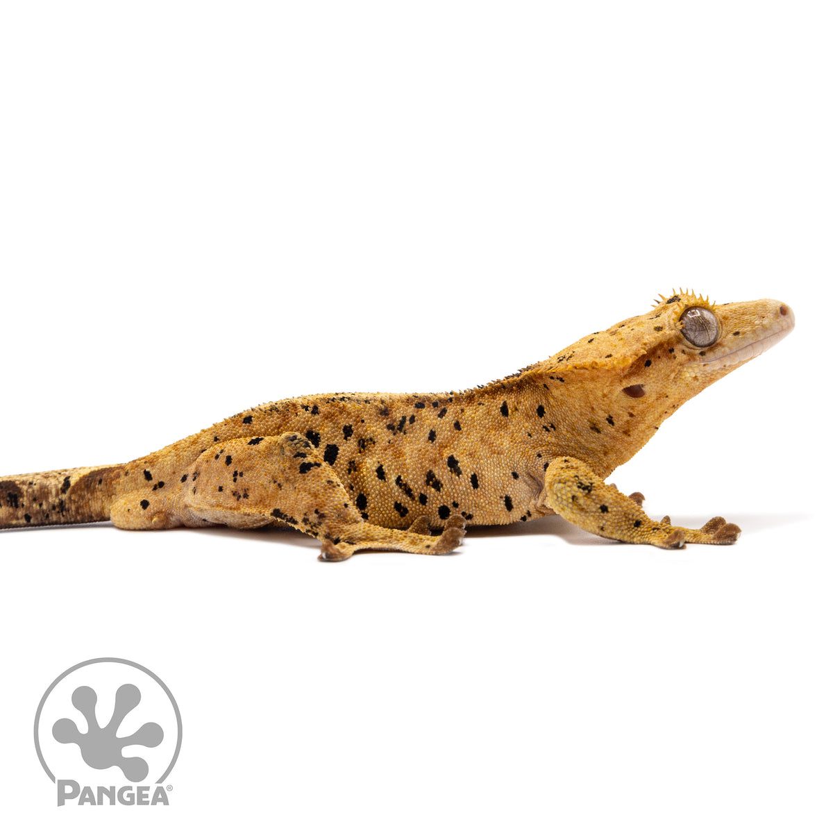 Male Super Dalmatian Crested Gecko Cr-1241 facing right