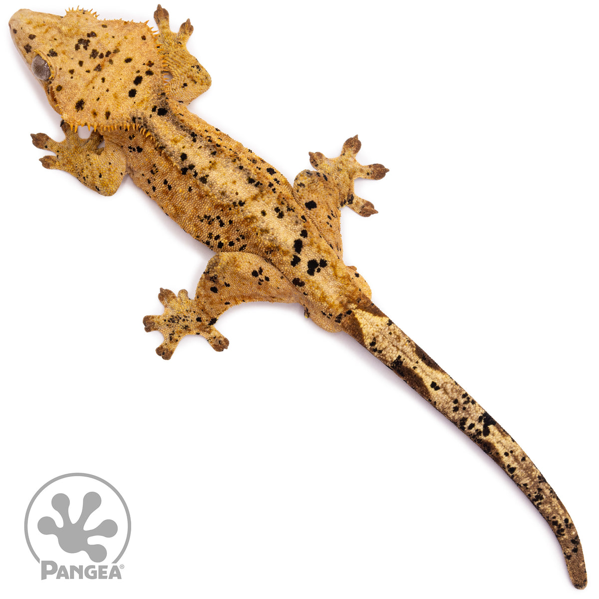 Male Super Dalmatian Crested Gecko Cr-1241 from above