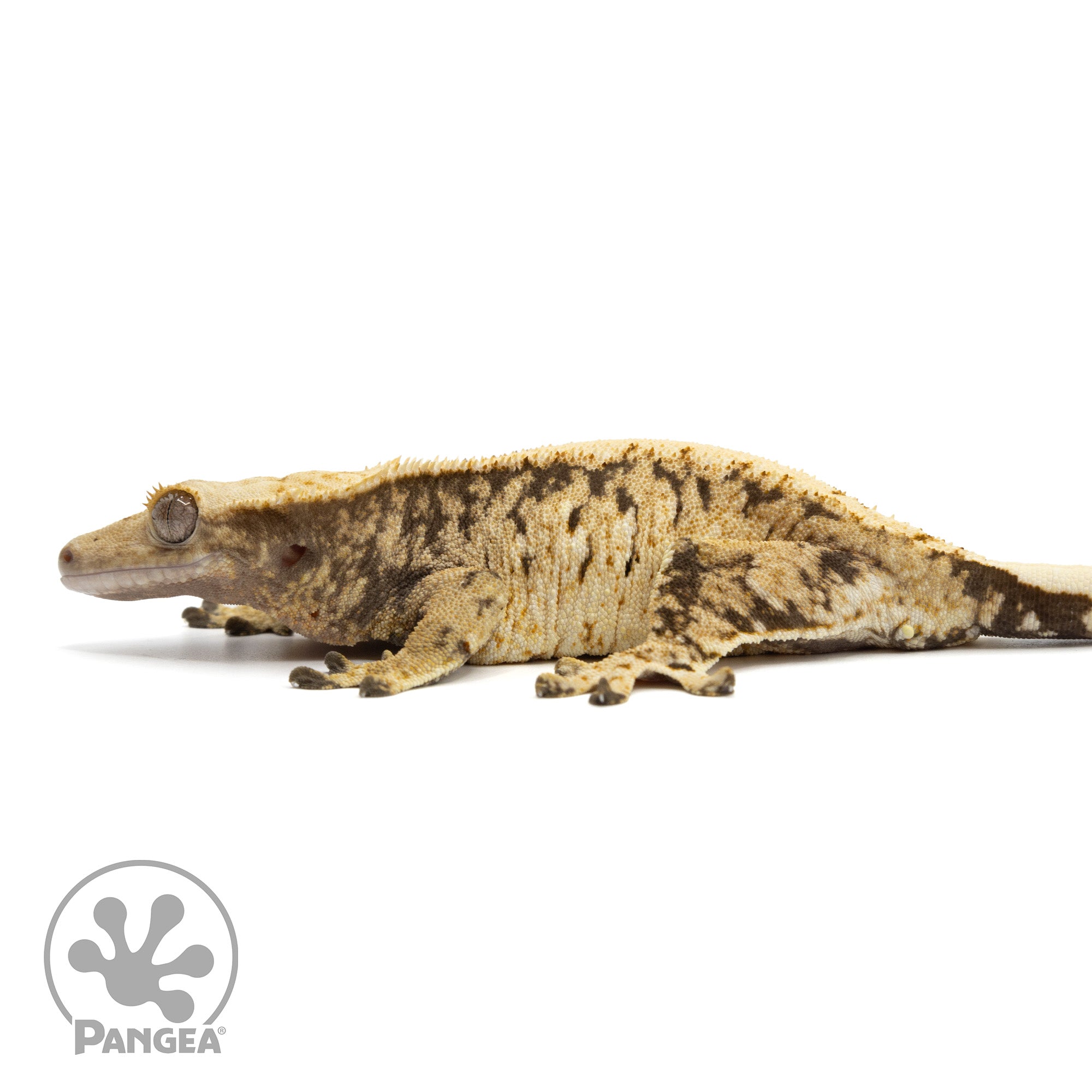 Female XXX Tricolor Crested Gecko Cr-1246 facing left