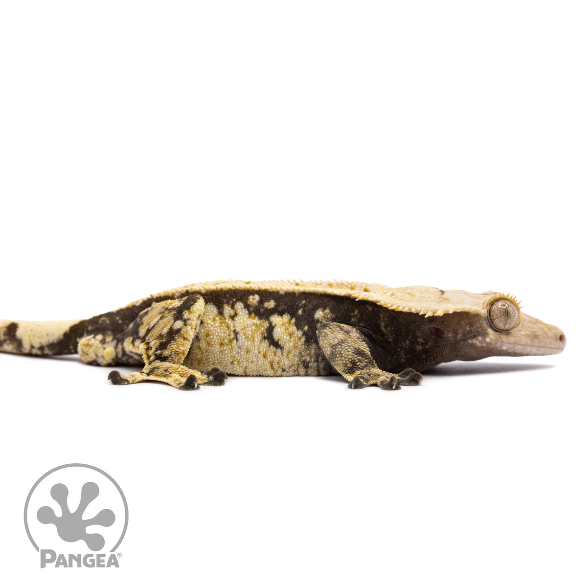 Male Tricolor Extreme Harlequin Crested Gecko Cr-1247 facing right