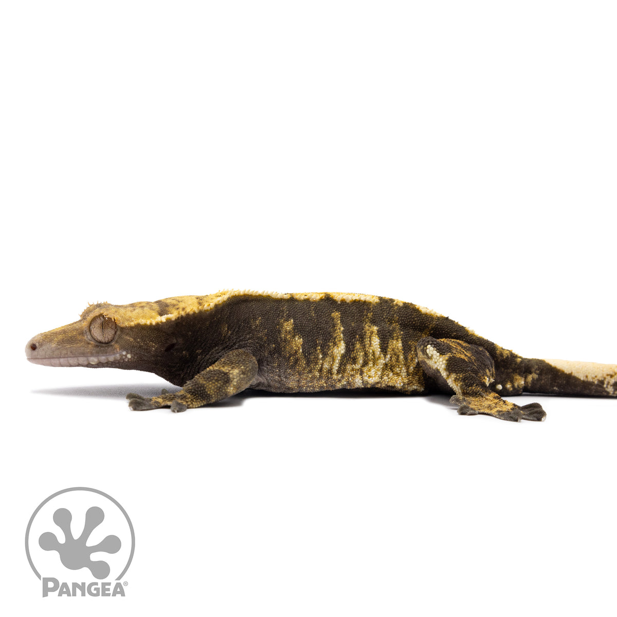 Female Tricolor Crested Gecko Cr-1249 facing left