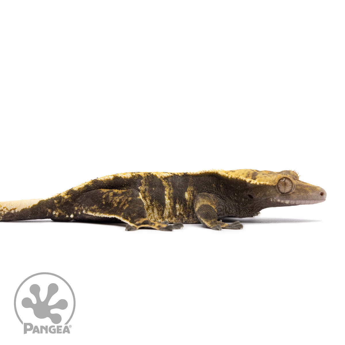 Female Tricolor Crested Gecko Cr-1249 facing right