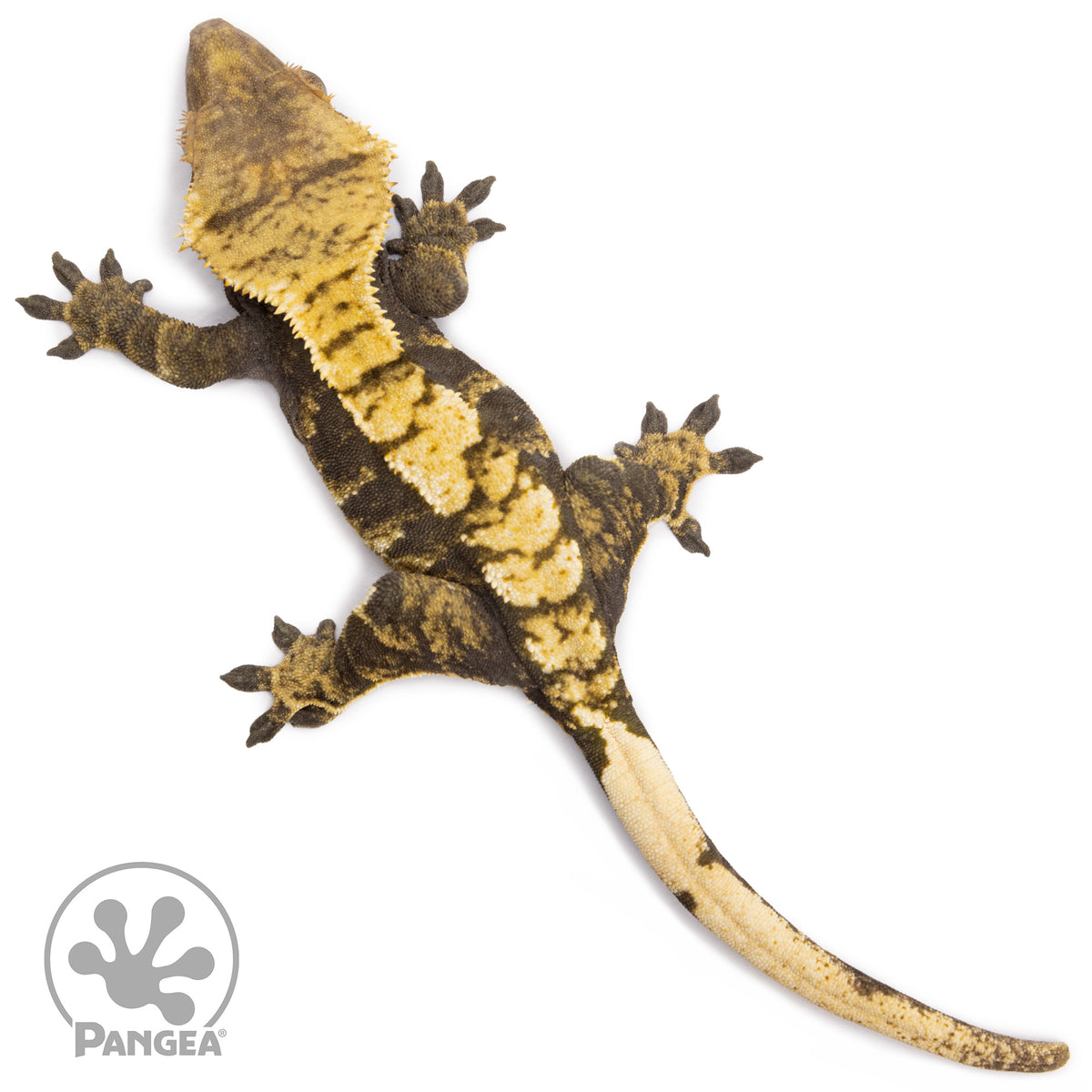 Female Tricolor Crested Gecko Cr-1249 from above