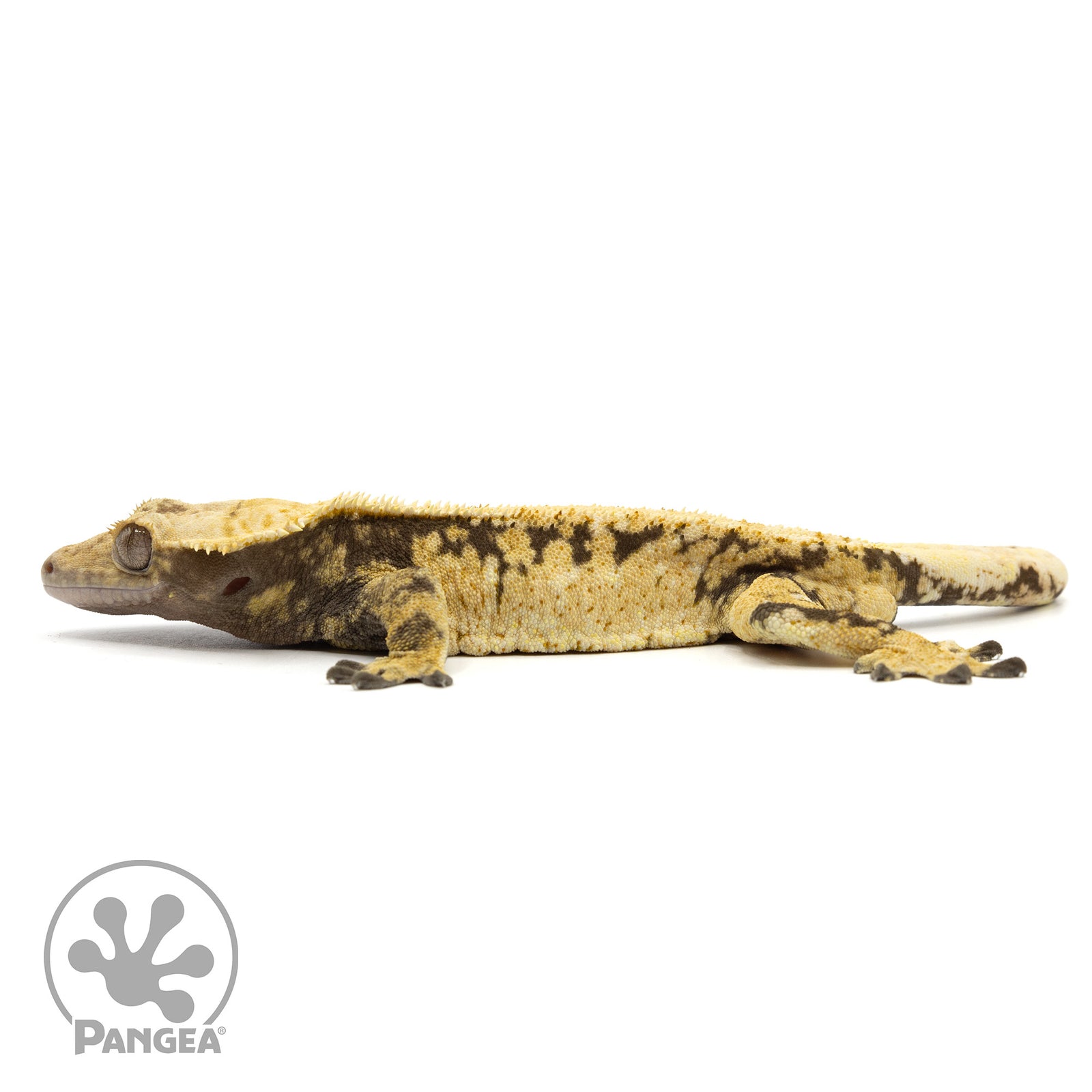 Male Extreme Harlequin Crested Gecko Cr-1250 facing left
