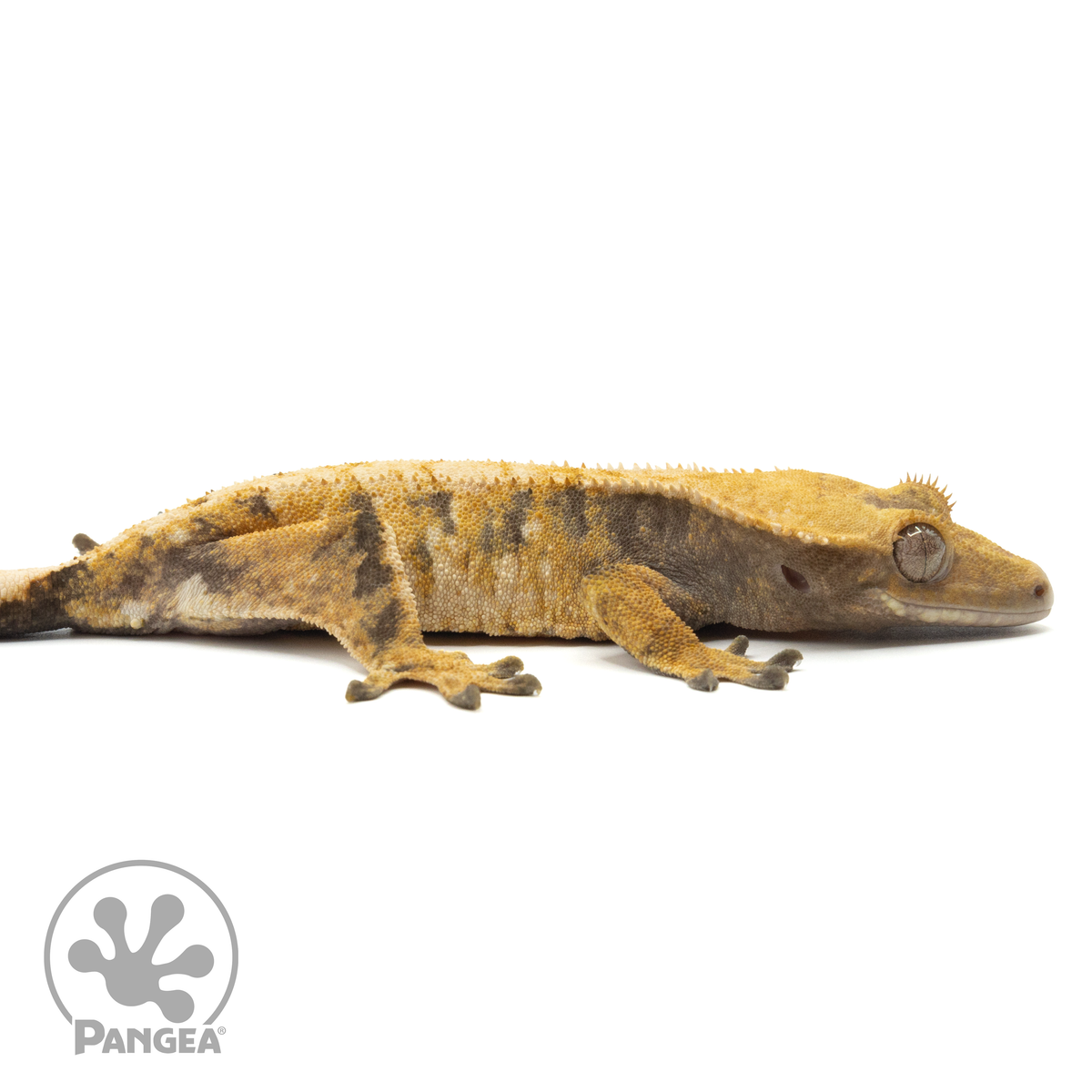 Cr-1253 facing right