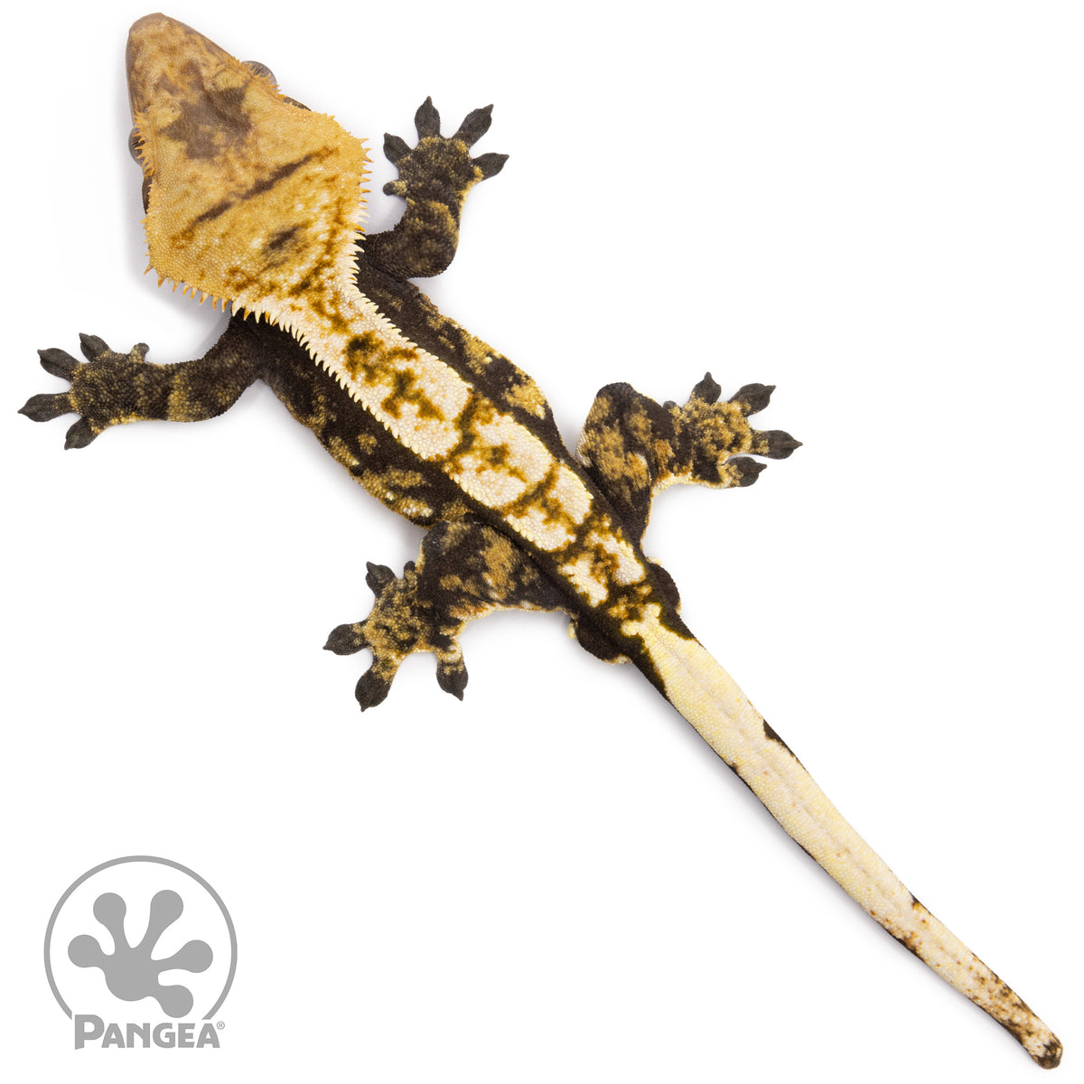 Male Tricolor Extreme Harlequin Crested Gecko Cr-1255 from above