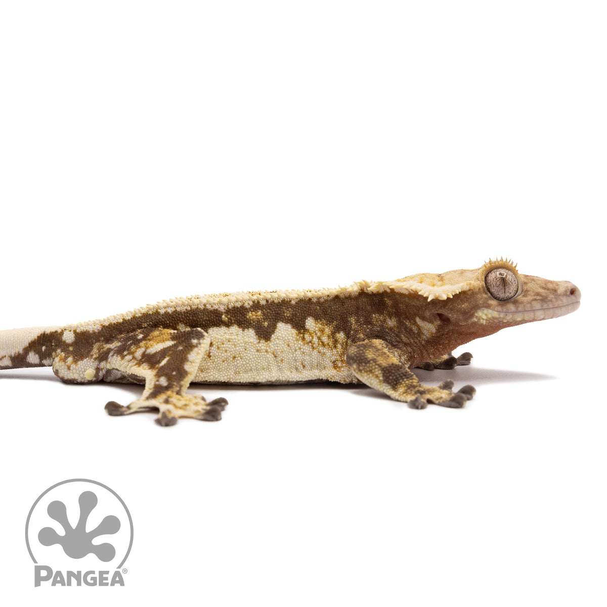 Cr-1265 facing right