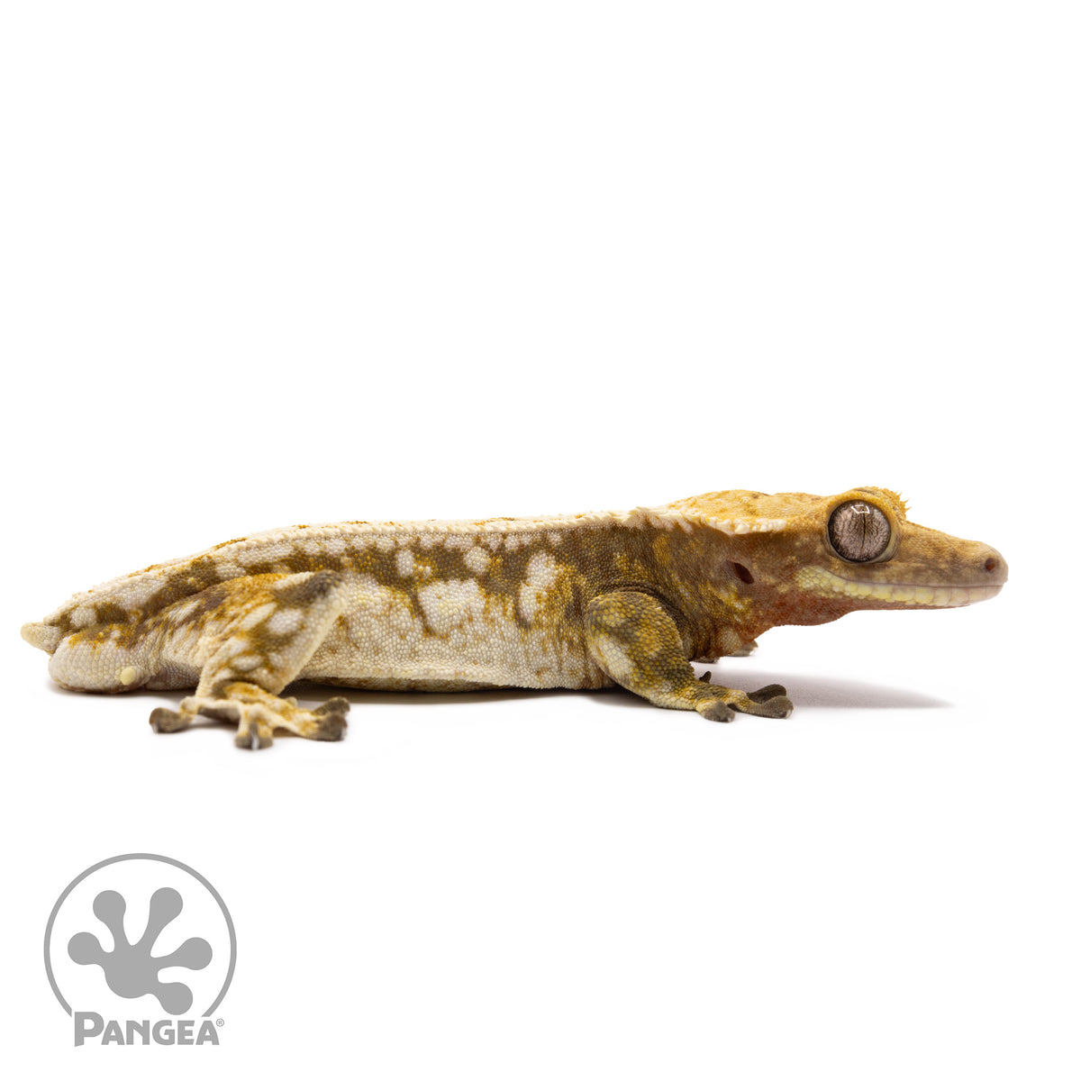 Male Tricolor Extreme Harlequin Crested Gecko Cr-1267 facing right