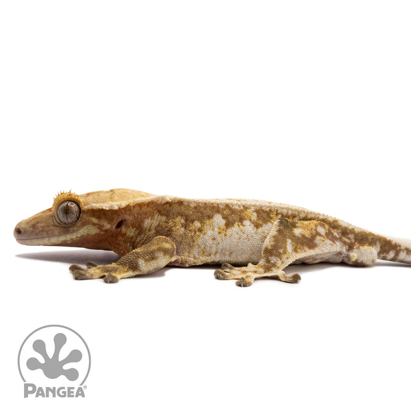 Gecko Liverpool Reptiles Species Common Gecko Pets Leopard Gecko