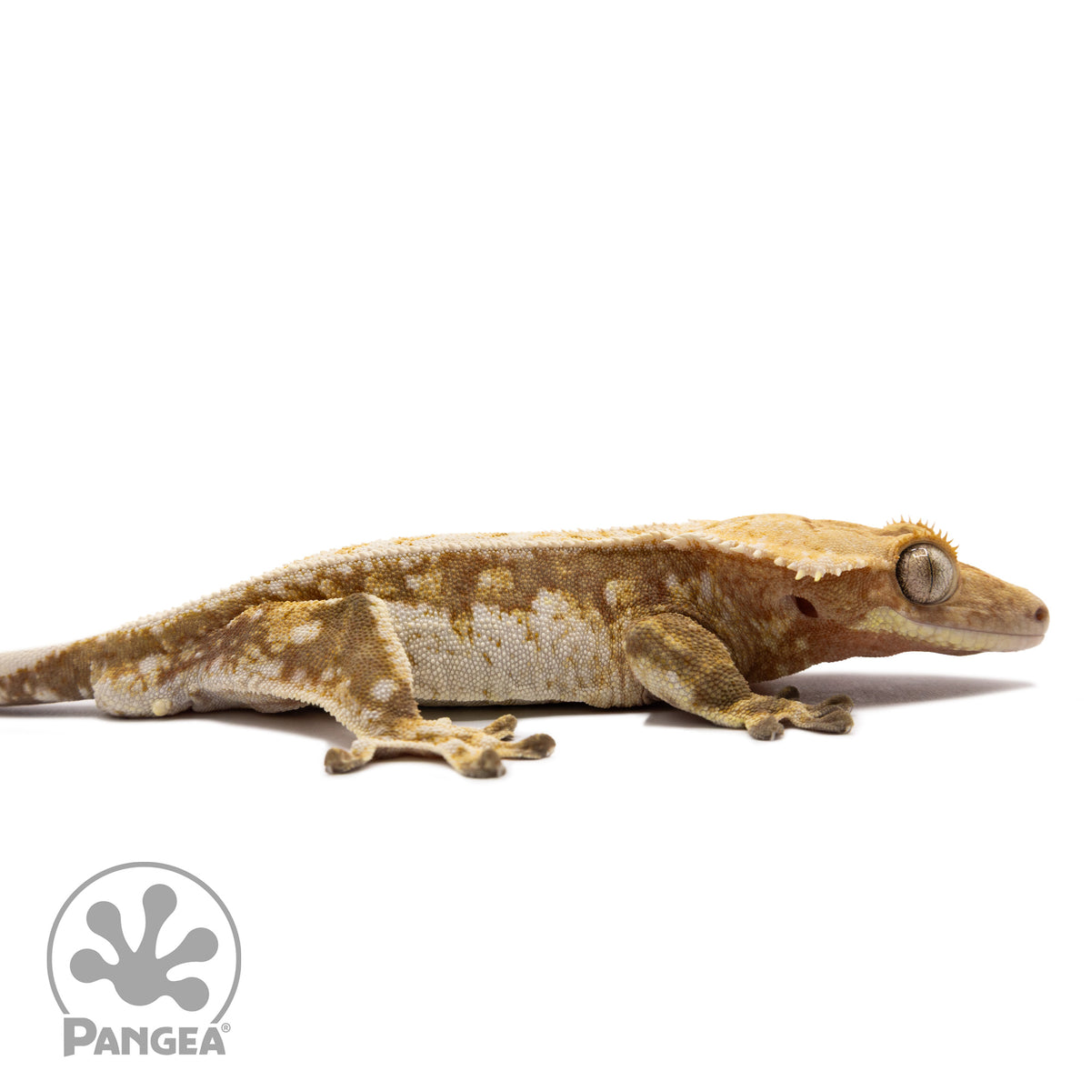 Cr-1270 facing right